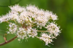 Wildflower Flower Nature