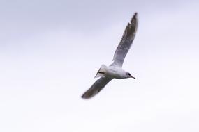 Bird Gull at Nature