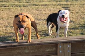 English Staffordshire Bullterrier dogs