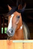 Andalusian Quater domestic Horse