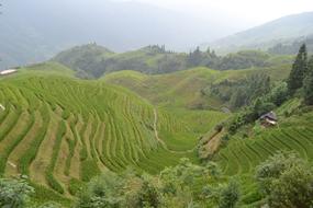 China Rice Paddies Terraces