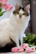 cute Cat sits next to pink Tulips