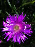 Flower Nature River