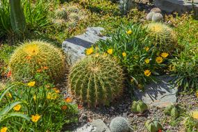 Cactus Mammilaria Sting