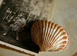 Memory Photo and shell