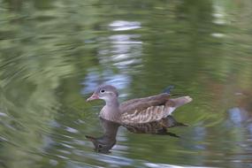 Duck Bird Water