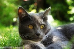 Cat Grey Cute