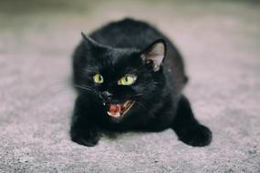 Cat Black sad