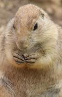 Beautiful and cute, fluffy prairie dog in the zoo