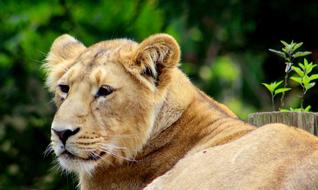 Beautiful, colorful and cute lion among the plants in the zoo