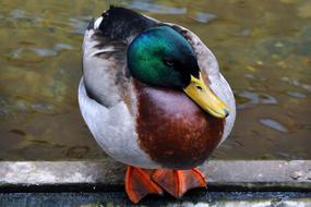 Duck Water Animal City