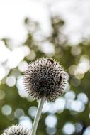 fluffy flower with bees