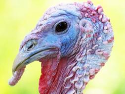 Turkey Bird at Animal World