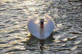 bird Swan Water Lake