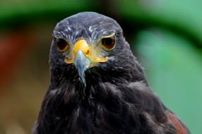 Portrait of the colorful and beautiful eagle bird, at blurred background