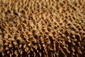 Close-up of the beautiful, brown, soft texture of the different shades, in light