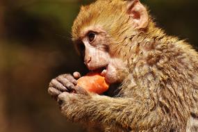 wild Barbary Ape Eat Carrot