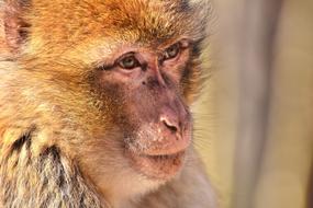 Barbary Ape Endangered monkey