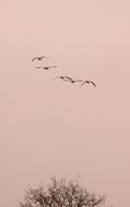 wild birds in the sky
