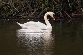 Swan Water Bird Swim