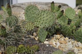 Cactus Spur Plant