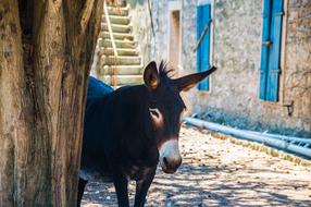 Donkey Croatia House street