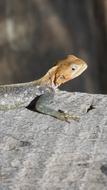 Animal Lizard at wildlife