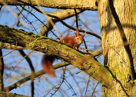 Young Squirrel Animal