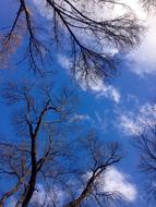 treetops against the blue cloudy sky