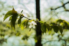 Cherry Tree Blossom