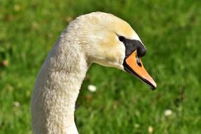 Swan Water Bird Plumage