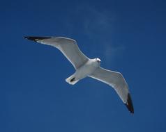 Seagull Bird