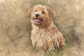 art abstract vintage of cute dog pet