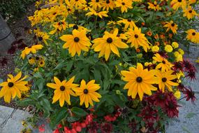 Flowers Plants Massif
