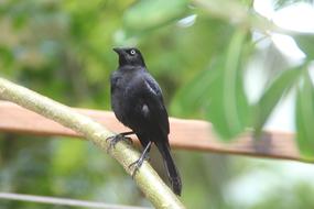 Beautiful, black bird on the plant branch, among the green leaves, on Barbados