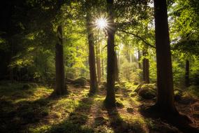 Forest Sun Mood