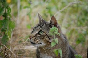 Colorful, cute and beautiful cat among the plants