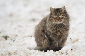 Cat Tomcat Snow