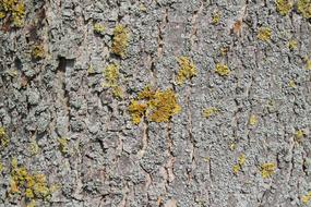 tree bark on a log