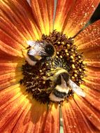 fluffy insects in a flower