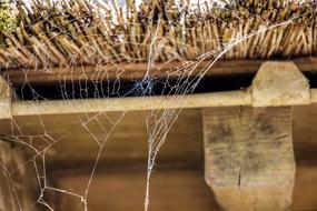 spider web on the roof of the barn