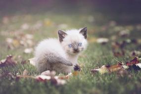 Kitten Cat Blue Eyes