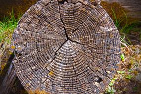 Annual Rings on weathered tree stump