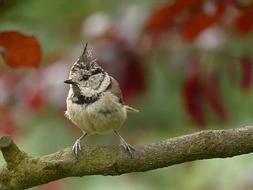 Bird Tit Crested