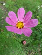 pink flower on green grass