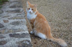 Beautiful and cute, ginger and white cat sitting near the rocks