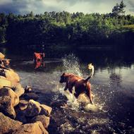 Cows Running at water