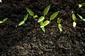 plant cultivation