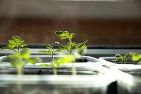 small sprouts