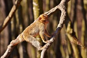 Colorful, cute and beautiful barbary ape on the plant branches in the zoo